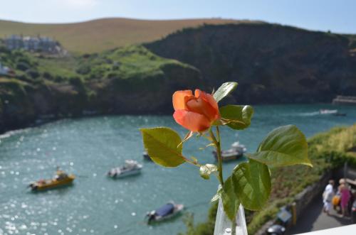 a red and yellow flower sitting on top of a body of water at The Gallery in Port Isaac
