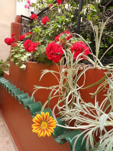a display of red flowers and potted plants at Riad Letchina in Fès