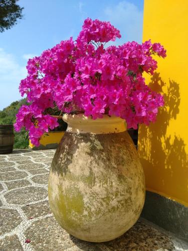 a large vase filled with pink flowers sitting next to a building at Agriturismo Costa di Campo in Vernazza