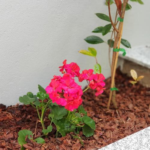 a group of pink flowers in the dirt at À Francos Metro in Porto
