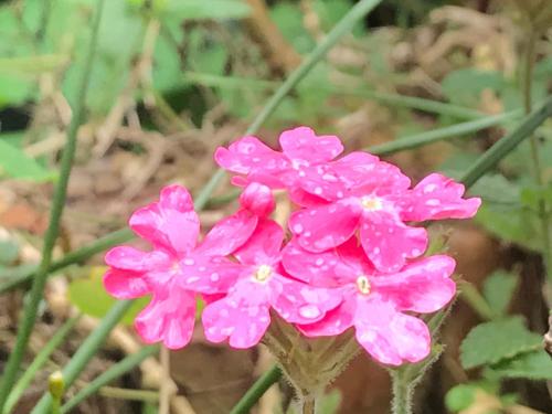 a group of pink flowers in the grass at SuWaNa in Leye
