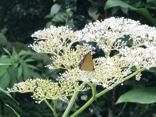 a butterfly sitting on top of a white flower at SuWaNa in Leye