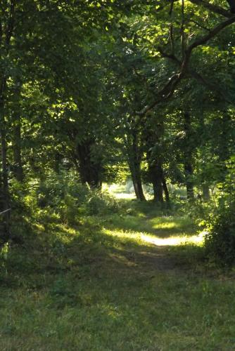 a path through a forest with trees and grass at Studniska Country Estate in Studniska