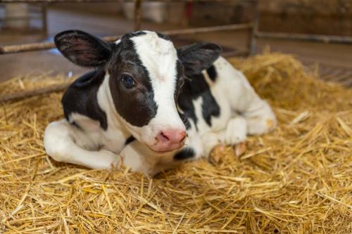 a baby cow laying on some hay at Turisme Rural Ca l,Anguila in Peratallada