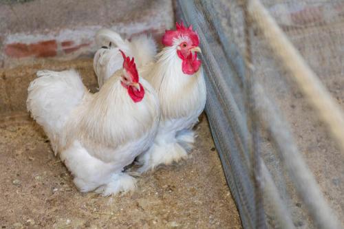 two white chickens are standing in the dirt at Turisme Rural Ca l,Anguila in Peratallada