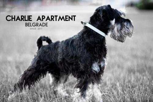 een zwarte hond die op een grasveld rent bij Apartment Charlie PERFECT PRICE in Belgrado
