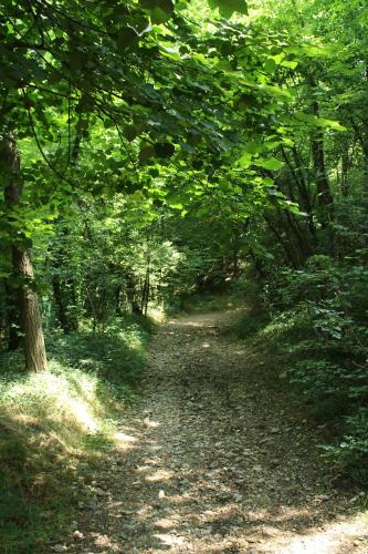 a path in the woods with trees on it at Il Casolare del Medio Olona in Fagnano Olona
