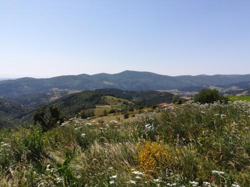 a field of flowers on a hill with mountains in the background at Chez Mary in Vanosc