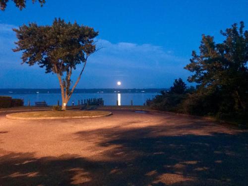 a tree sitting next to the water at night at The Stirling House Waterfront Inn Greenport in Greenport