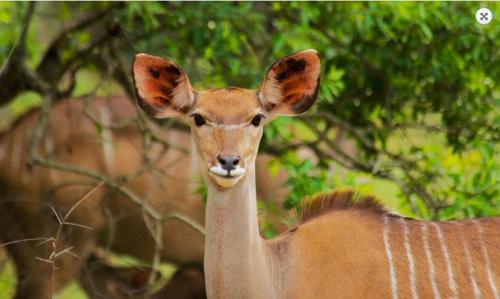 a close up of a deer looking at the camera at Nkumbe Bush Retreat Family Home in Ponta Malongane