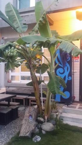 a banana tree with a bunch of bananas on it at 臺東火車站 黎亞兒民宿Liyar House 青旅客棧 in Taitung City