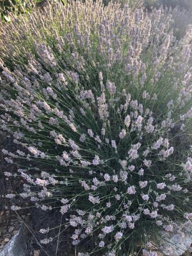a plant with purple flowers in a field at Casa di Lavanda in Hvar