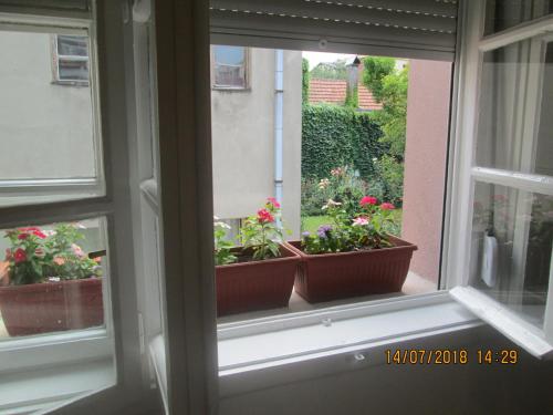 a window with two potted plants on a window sill at Kuća Popović Apartments in Niš