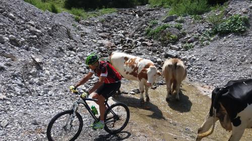 a man riding a bike next to a cow at Apart Lechtraum in Stanzach