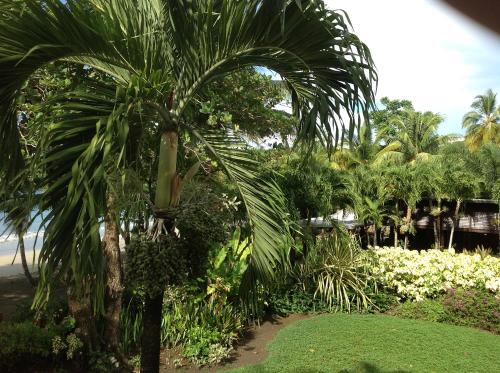 a palm tree in the middle of a garden at La Sagesse Hotel, Restaurant and Beach Bar in Content