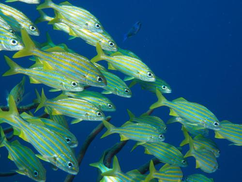 a group of fish swimming in the ocean at Oasis guesthouse, Boutique Style Hotel in Kralendijk