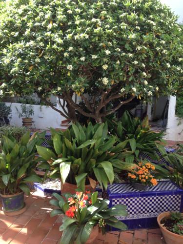 a tree in a garden with many plants at Sant Jaume in Alcudia