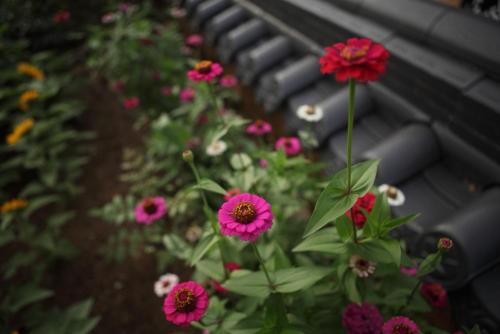 a group of pink flowers next to a bench at Mirinae Hanok Tradiational House in Gwangyang