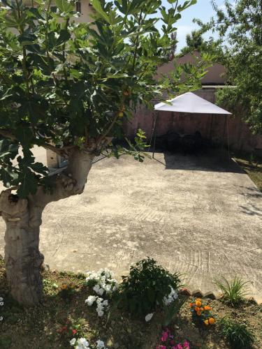 a garden with a tree and a white umbrella at Agriturismo Bellavista in Ronzano