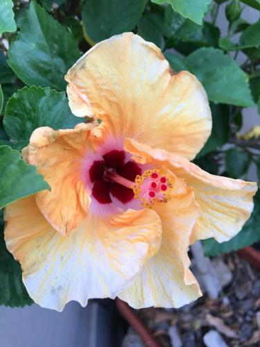 B&B Hibiscus – Photos 4