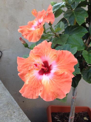 B&B Hibiscus – Ritratti 3