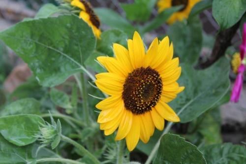 a yellow sunflower in a field of other flowers at Guest house poligloti in Tʼelavi