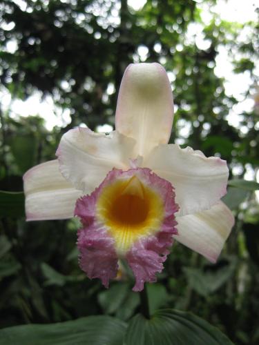 a close up of a white and purple flower at Cabañas Armonía y Jardín de Orquídeas in Mindo