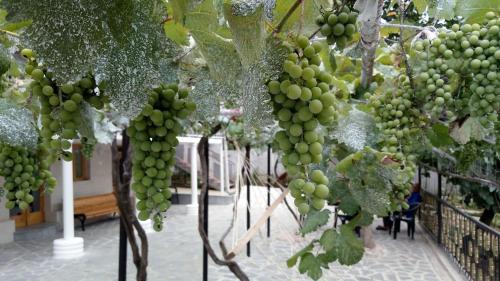 a bunch of green grapes hanging from a tree at Tsivi Tba in Tskaltubo