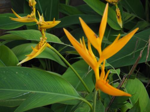 a group of yellow flowers with green leaves at Tikitam Palms Boutique Hotel in Pongwe