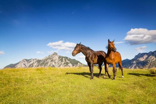 two horses standing in a field with mountains in the background at Almhaus Alpenrose Postalm in Seidegg