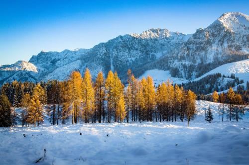 a group of trees in the snow with mountains at Almhaus Alpenrose Postalm in Seidegg