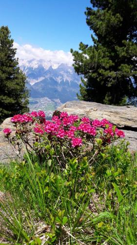 a bunch of pink flowers on top of a mountain at Apartments FEICHTNER Manfred -Tulfes - Innsbruck-Land - Tirol in Tulfes