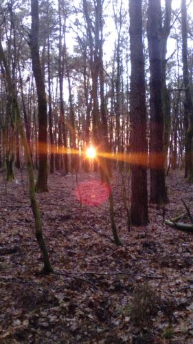 a forest with the sun shining through the trees at Jakuzzis,Szaunás,Kerkavendégház-Őrség-Csesztreg-Kerkaujfalu in Csesztreg