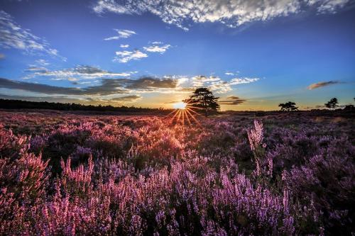 a field of purple flowers with the sunset in the background at Bungalowpark Het Verscholen Dorp in Harderwijk