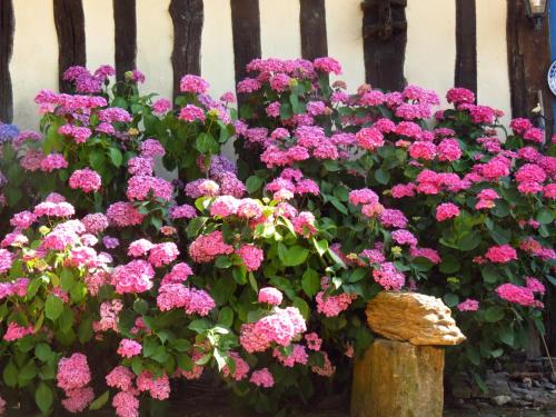 a bunch of pink flowers in front of a fence at Le Chant Des Fees in Notre-Dame-de-Courson