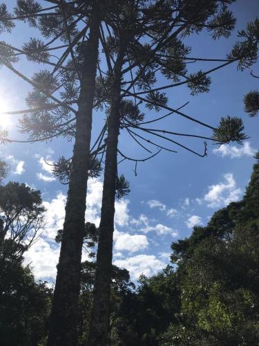 two trees in a forest with the sky in the background at Estalagem Engenho de Serra - Parque Nacional do Itatiaia - Parte Alta in Itamonte