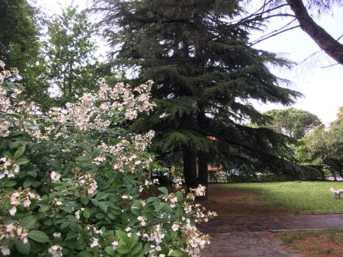 a large pine tree in a park with pink flowers at Bed and Breakfast Bio Salix in Padova