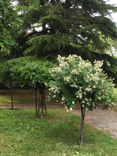 two trees with white flowers in a park at Bed and Breakfast Bio Salix in Padova
