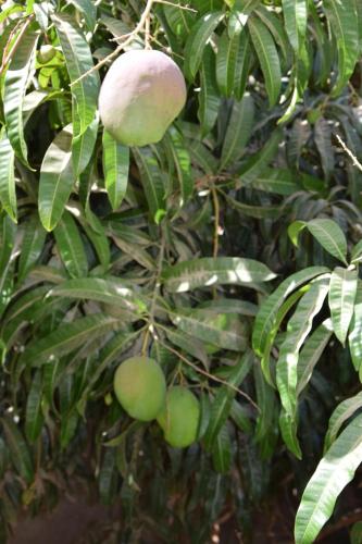 a bunch of green fruit hanging from a tree at Villa Du Soleil Ngaparou in Ngaparou