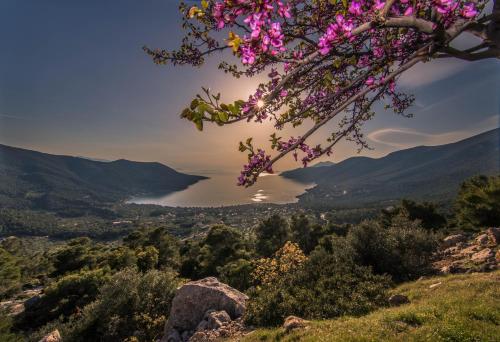 a view of a lake and a tree with pink flowers at Idillion in Vília