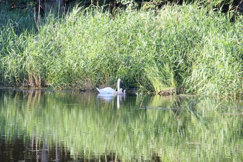 a swan swimming in the water near some grass at Piccobello Bed & Breakfast Valløby Køge in Valløby