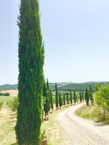 a road with a bunch of cypress trees on either side at Locanda Vesuna Hotel Countryhouse in Pienza