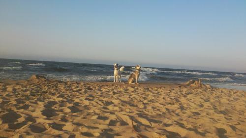 two people and a dog standing on a beach at Domek pod Grabami in Gdańsk