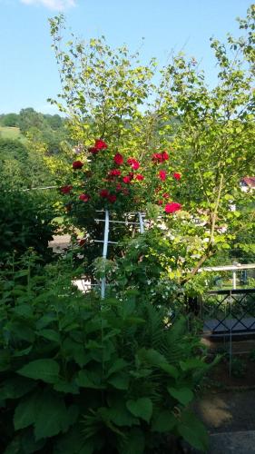a bush of red roses in a garden at Fewo Zum alten Bergdoktor in Bad Liebenstein