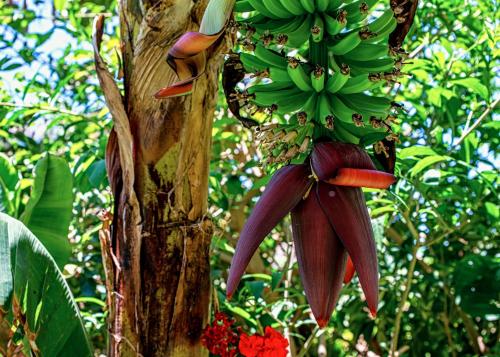 a bunch of green bananas hanging from a tree at Hotel Emblemático San Marcos in Icod de los Vinos