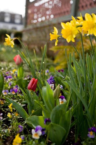 a garden of colorful flowers in a yard at The Queen Victoria in Cape May