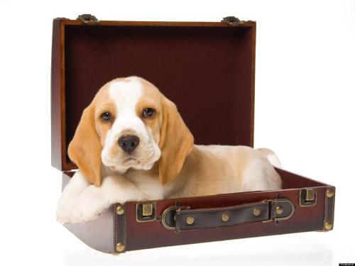 Animal ou animaux domestique(s) séjournant avec des clients dans l'établissement Hotel Maxim