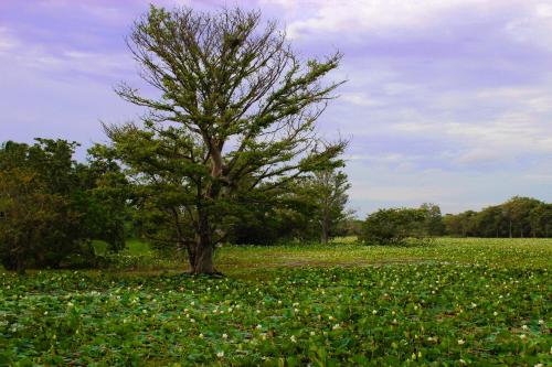 a tree in the middle of a field of flowers at Sigiriya Lahiru Homestay in Sigiriya