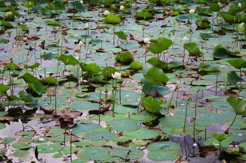 a pond filled with lots of green lily pads at Sigiriya Lahiru Homestay in Sigiriya