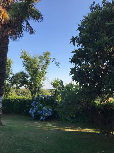 a garden with blue flowers and a palm tree at Casa Rural Donatila in Villasbuenas de Gata